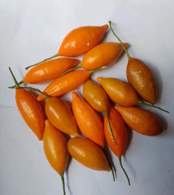 iboga seeds